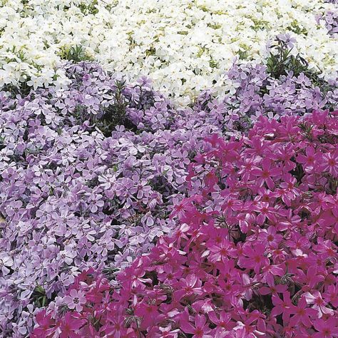 Try Creeping Phlox...Red Creeping Thyme, and Mazus for some low-maintenance ground covers that suppress weeds Red Creeping Thyme, Low Maintenance Landscape, Blooming Perennials, Creeping Thyme, Creeping Phlox, Ground Covers, Shade Flowers, Low Maintenance Landscaping, Ground Cover Plants