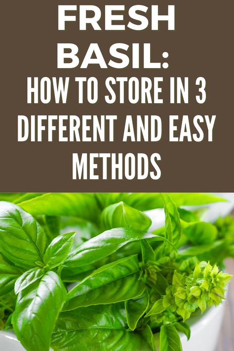 How To Store Fresh Basil In 3 Different & Easy Methods - Fas Kitchen Store Fresh Basil, Storing Fresh Basil, Storing Basil, Preserving Basil, Preserve Fresh Herbs, Fresh Basil Recipes, Store Fresh Herbs, Basil Recipes, Basil Seeds