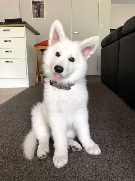 White Dog Breeds, White Fluffy Dog, Swiss Shepherd, White Shepherd, White German Shepherd, Fluffy Dogs, White Dog, Cute Dogs And Puppies, Shepherd Puppies