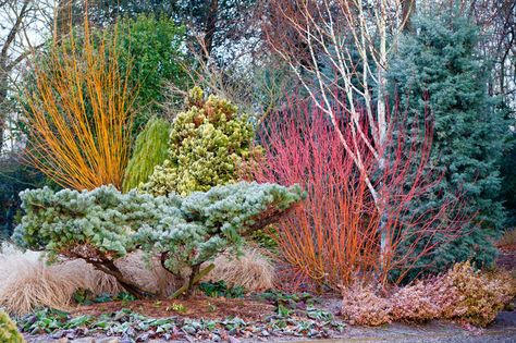 Winter Colour at Bressingham Gardens Spring Garden Ideas, Ideas For Front Yard, Garden Bonsai Tree, Conifers Garden, Evergreen Garden, Colour Photography, Photography Winter, Winter Plants, Garden Shrubs