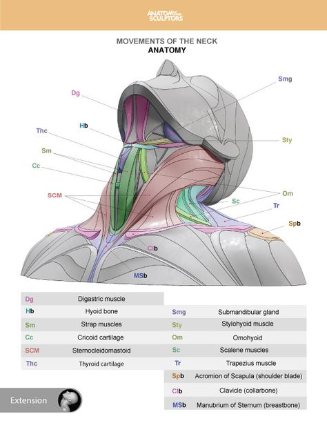 Neck Anatomy Drawing, Anatomy Of The Neck, Neck Muscle Anatomy, Anatomy For Sculptors, Anatomy Head, Neck Anatomy, 남성 근육, Human Muscle Anatomy, Head Anatomy