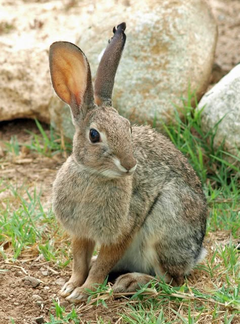 Wild Rabbit by ~photographyflower on deviantART Wild Bunny, Animals Rabbit, Wild Hare, Rabbit Pictures, Rabbit Photos, Beautiful Rabbit, Wild Rabbit, House Rabbit, Bunny Pictures