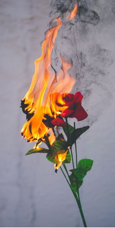 fire in bloom Fotografi Urban, Have Inspiration, Tumblr Wallpaper, Photo Backgrounds, Aesthetic Iphone Wallpaper, On Fire, Red Rose, Aesthetic Photography, Iphone Background