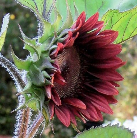 ProCut Red - Sunflower Seed/ Single Stem (Helianthus annuus) ~ DESCRIPTION ~ Deep-red with brown disks sunflower is stunning!  It took years of breeding efforts to produce this impressive red ProCut sunflower. Early blooms are produced on long, strong, single stems. This. easy to grow and pollen-less sunflower is perfect for fresh-cut flower and bouquets.  GardenGalSeeds are of the highest quality. ~ HOW TO GROW ~ Starting Outdoors(recommended):  Sow 1/2" deep, after last frost. Start Indoors: S Evergreen Landscape, Pink Sunflowers, Red Sunflowers, French Beaded Flowers, Helianthus Annuus, Moon Garden, Annual Flowers, Sunflower Seed, Fresh Cut Flowers