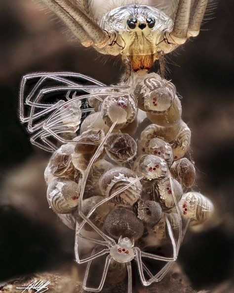 Alexander Mett on Instagram: “Hello, here is the highlight from the "Cellar spiders with babies" photo series. When the females in the house gave birth to their young, I…” Cellar Spider, Albino Spider, Bug Reference, Spider Baby, Giant Spider, Cool Bugs, Sony A6000, Photo Series, Spiders