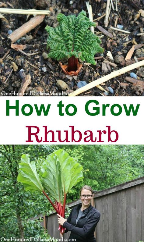 How to Grow Rhubarb {Start to Finish} - One Hundred Dollars a Month How To Grow Rhubarb, Grow Rhubarb, Growing Rhubarb, Rhubarb Plants, Farm And Garden, Veg Garden, Wildflower Garden, Garden Store, Home Vegetable Garden