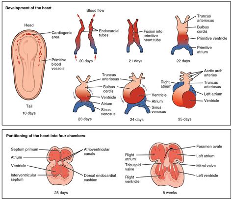 [Cardiovascular Embryology] Development of the Heart. View of embryonic structures and what they give rise to. p250FA13 Embryology Of The Heart, Development Of Heart Embryology, Armando Hasudungan, Cardiac Sonography, Heart Circulation, Embryonic Development, Medicine Studies, Congenital Heart Defect, Heart Anatomy