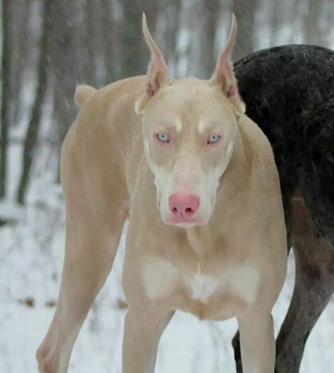 Winter Dragon. Beautiful creme point Doberman Blonde Doberman, Dobber Man Dog Aesthetic, Doberman Fursona, Aries Manifestation, Dobber Man, Albino Doberman, White Doberman, Albino Dog, Winter Dragon