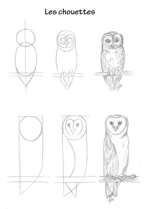 Sketching Animals For Beginners, Owl Drawing Simple Step By Step, Owl Drawing Tutorial, Owl Drawing Sketches Simple, Drawing Owls Easy Step By Step, Animal Drawing Tutorial Step By Step, How To Draw Owls, Pencil Sketching For Beginners, How To Draw Simple Animals