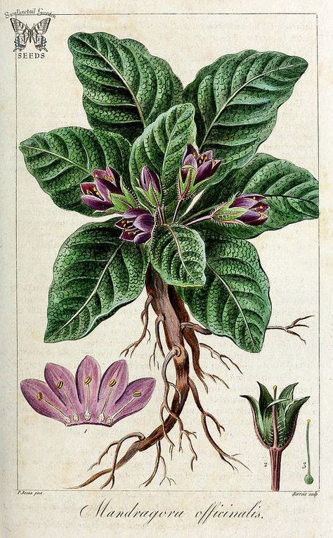 Mandrake. Mandragora officinarum [as Mandragora officinalis] Herbier général de l’amateur, vol. 8 (1817-1827) Mandrake Root, Poison Garden, Poisonous Plants, Illustration Botanique, Modern Witch, Vintage Botanical Prints, Scientific Illustration, Botanical Drawings, Vintage Botanical