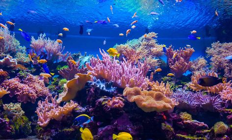 How Much Flow Should A Reef Tank Have? (Everything To Know) Coral Reef Photography, Colorful Coral Reef, Coral Bleaching, Aquarium Design, Blue Anime, Reef Aquarium, Sea Coral, Reef Tank, Animal Jokes