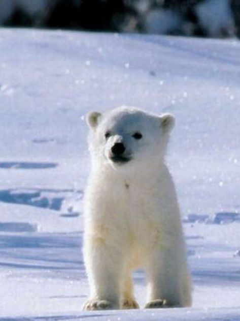 Small, cute polar bear in the glittering snow! | Baby polar bears, Cute polar bear, Polar bear Bear In Snow, Polar Bear Images, Baby Polar Bear, Snow Bear, Baby Polar Bears, Cute Polar Bear, Bear Pictures, Betty White, Bear Cubs