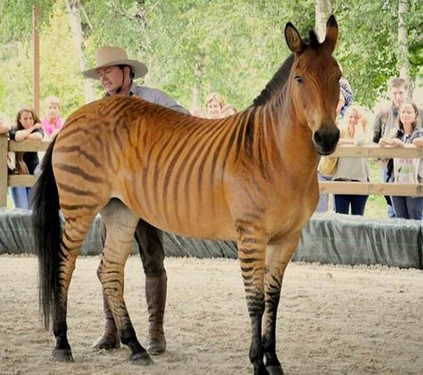 Zorse. A Zebra/Horse cross. Not a fan of Hybrids unless it is a Mule. Zorse Hybrid, Zebra Horse, Rare Horse Breeds, Unusual Horse, Rare Horses, Muar, Rasy Koni, Horse Colors, Most Beautiful Horses