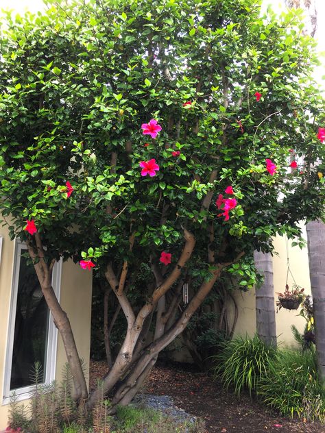 Hibiscus Tree Landscaping, Hibiscus Bush Landscaping, Hibiscus Landscaping Ideas, Hibiscus Garden Landscaping, Hibiscus Landscaping, California Gardening, Front Garden Design Ideas, Hibiscus Bush, Vintage Vibes Retro