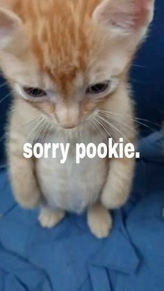 Pookie Reaction Pic, Cat Saying Sorry, No Cat Meme, Cute Kitten Meme, Pookie Cat, Cat Reaction Pictures, Cat Sorry, Cat Age Chart, Cat Weird