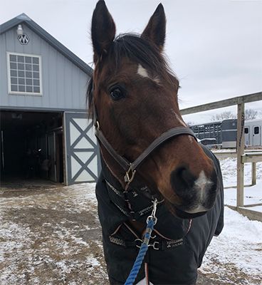 The weather is getting chillier, and with that comes the debate on whether or not to blanket your horse. Here we have some tips on how to help you determine if your horse would benefit from a blanket. Read them here: bit.ly/keeping-horses-warm-in-winter #uspc #usponyclubs #blanketing #winter Extreme Weather Events, Body Condition, Winter Weather, Extreme Weather, Future Life, Body Heat, A Blanket, In The Winter, Winter Months