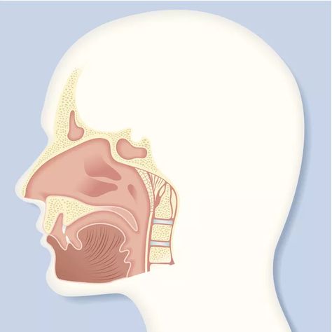 Nasal Cavity Anatomy, Facial Veins, Parts Of The Nose, Nasal Septum, Cold Or Allergies, Upper Respiratory Infection, Carotid Artery, Tissue Types, Hearing Problems