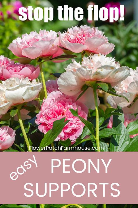 Diy Peony, Peony Flower Garden, Peony Support, Peony Care, Peony Bush, Planting Peonies, Growing Peonies, Peonies Garden, Garden Yard Ideas