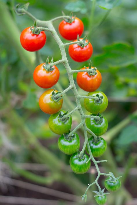 Soup Recipes Tomato, Tomato Tattoo, Tomato Soups, Tomatoe Soup, Tomatoes Soup, Cherry Tomato Plant, Soup Tomato, Fruit Tattoo, Tropical Kitchen