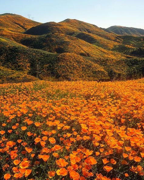 Hard to believe that all the orange splashed along the hills are poppies. Going on a super warm day was brutal having to hike in the heat,… Antelope Valley, Scrapbook Elements, Rock Flowers, Fleur Orange, Aesthetic Garden, Orange Poppy, Garden Aesthetic, Orange Aesthetic, California Poppy