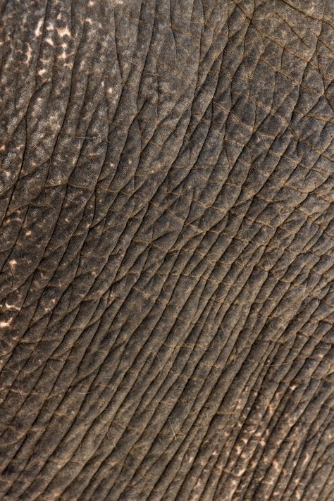 Animal Texture Skin, Dinosaur Skin Patterns, Elephant Skin Texture, Skin Close Up, Africa Texture, Rhino Wallpaper, Elephant Wallpapers, Animals Texture, Aesthetic Elephant