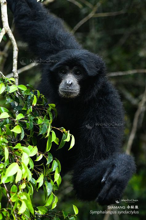 Siamang is the largest gibbon species, twice as large as the other gibbons. They are frugivorous, but also eat flowers, leaves and insects. They live in the rainforests and montane forests in Sumatra, the Malayan Peninsula and the southern tip of Thailand. Seeing them in their natural habitat was a dream, and this dream came true on 2 March 2023 in West Sumatra. I was completely satisfied. #siamang #sumatranwildlife #primate #gibbon #苏门答腊野生物 #合趾猿 #长臂猿 #灵长类 Siamang Gibbon, Montane Forests, George Melies, West Sumatra, Zdzisław Beksiński, Animation Stop Motion, Liminal Spaces, March 2023, They Live