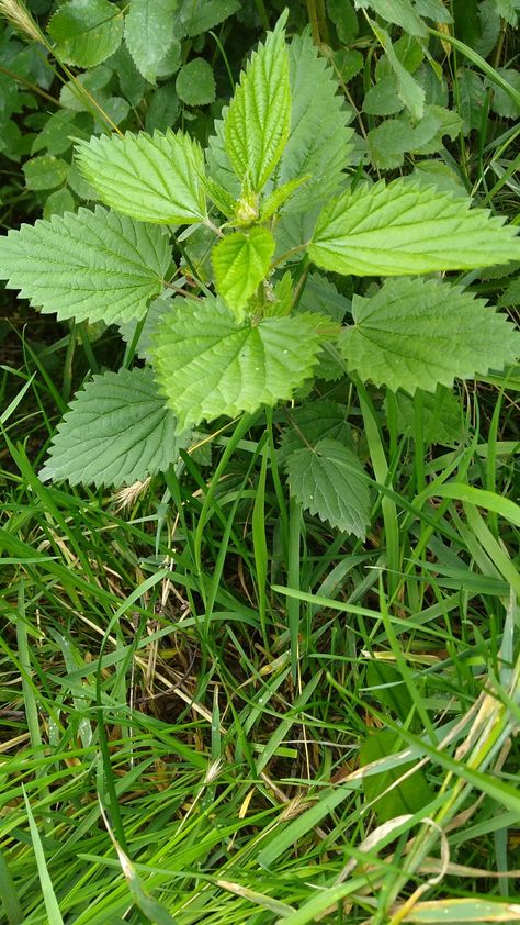 How to take care of a stinging nettle rash – Alaska Herbal Solutions Cow Parsnip, Homeschool Binder, Medicinal Weeds, Intentional Community, Garden Herbs, Stinging Nettle, Trucking Life, A Cow, Herb Garden