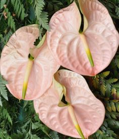 Colorful Balcony, Anthurium Seeds, Pink Anthurium, Colors Japanese, Bonsai Diy, Diy Home Garden, Anthurium Plant, Anthurium Flower, Seed Pots