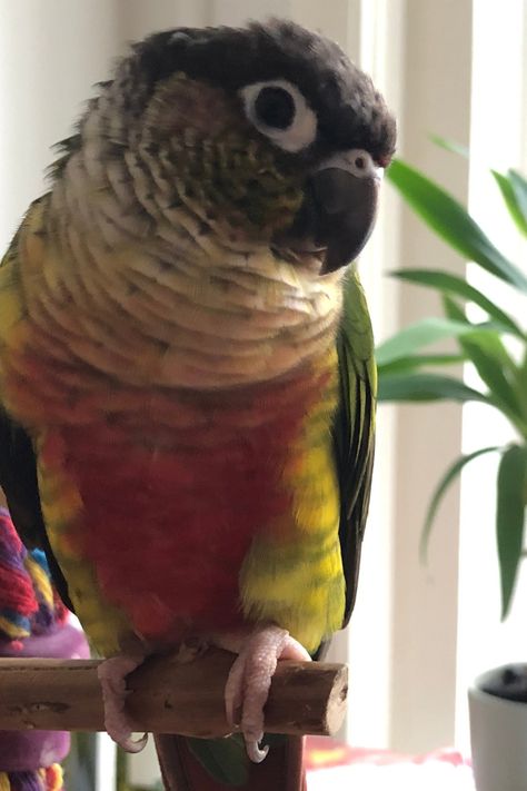 Green Conure Parrot, Green Parrot Bird, Green Cheeked Conure, Aviary Ideas, Talking Birds, Parrot Funny, Sun Conures, Conure Bird, Green Cheek Conure