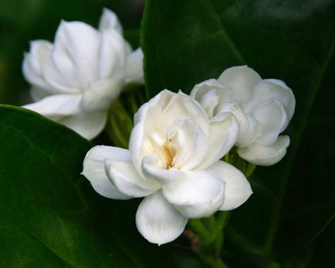 Arabian Jasmine, Skin Hacks, Jasminum Sambac, Hydrangea Shrub, Plant Notes, Pink Spring Flowers, Broadleaf Evergreen, Aging Beauty, Hacks Beauty