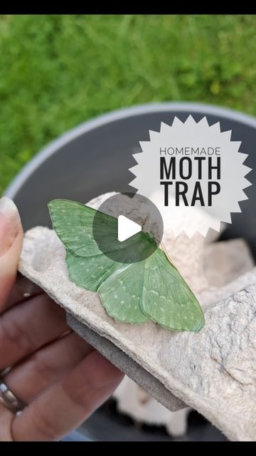 Cat 🌿 on Instagram: "As requested by approximately half a gazillion people, here is a bit more information about my homemade moth trap. If anyone does decide to give this a go, please please PLEASE do it responsibly! . I made my trap about ten years ago when I first decided I wanted to see what moths were living in my garden, and it is a very simple design. It is based on a Robinson-style moth trap and basically it is a bucket with an upside-down lampshade in it, and a lightbulb. There is a cardboard ring round the top of the bucket to stop the lightshade falling in. The light attracts the moths and the lightshade funnels them down into the bucket which contains lots of eggboxes, to give the moths places to rest while they're in the trap. . I use a mercury vapour (MV) bulb which needs a s Moth Traps Diy, Moth Diy, Moth Craft, Silk Moth, Please Please Please, Diy Lamp, Nature Crafts, My Garden, Upside Down