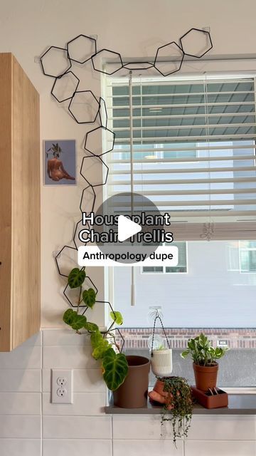 Mariah Harman | Houseplant Tips | Anthropology or Amazon? 🤔 

I LOVE to have houseplants crawling all over my walls & a chain trellis is my FAVORITE way to do that! 💫💚... | Instagram Chain Trellis, Champagne Coast, Houseplant Trellis, Houseplant Tips, Orange Champagne, Plant Growing, Plant Strong, Amazon Storefront, Plant Collection