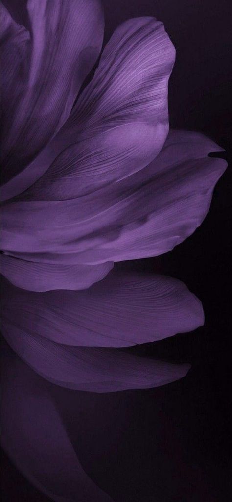 Dark Purple Aesthetic Background, Dark Violet Wallpaper, Jen Core, Dark Purple Aesthetic Wallpaper, Galaxy Abstract, Black And Purple Wallpaper, Dark Purple Background, Dark Purple Flowers, Dark Purple Wallpaper