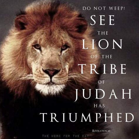 Lion Bible Verse, The Tribe Of Judah, Lion Of Judah Jesus, Revelation 5, Bible Verse Tattoos, Christian Illustration, Lion Quotes, Lion And Lamb, Tribe Of Judah