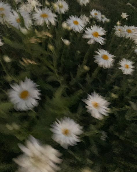 Daisy Darker Aesthetic, Daisy Field Aesthetic, Daisy Buchanan Aesthetic, Feral Academia Aesthetic, Daze Aesthetic, Daisy Core Aesthetic, Daisy Darker, Aesthetic Daisies, Daisy Flower Aesthetic