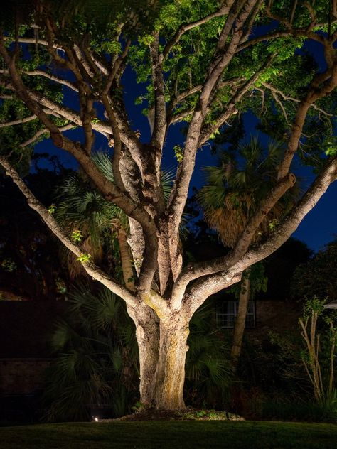 Tropical Landscape Lighting, Tree Uplighting, Outdoor Tree Lighting, Land Development, Driveway Lighting, Plant House, Outdoor Trees, Outdoor Garden Lighting, Live Oak Trees