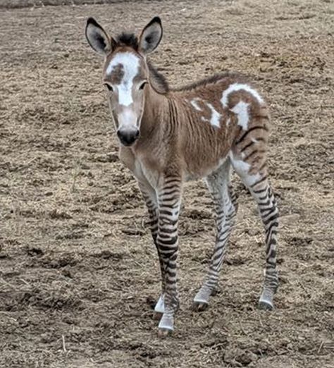 Zebra Horse Hybrid, Zorse Hybrid, Rare Horse Breeds, Unusual Horse, Baby Horse, Rare Horses, Rasy Koni, Interesting Animals, Baby Horses