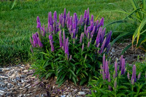 New 2020 Perennials (10 of the Best New Perennials For 2020) | New Plants Spike Speedwell, Speedwell Veronica, Purple Illusion, Purple Perennials, Winter Care, Full Sun Perennials, Fuchsia Flowers, Purple Plants, Cottage Garden Plants