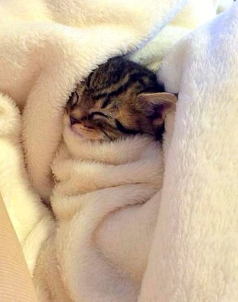 Cute Kittens | Adorable Kitten Pictures | Baby Kitten Snuggling: Cele Mai Drăguțe Animale, Koci Humor, Söt Katt, Adorable Kitten, Kitten Pictures, Baby Kittens, Cute Animal Pictures, Cute Creatures, Cute Kittens