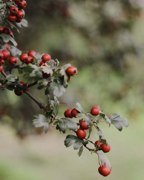 🌿✨ September, a time to stumble upon a majestic hawthorn tree adorned with clusters of vibrant red berries. Intrigued by its beauty, I have photographed this tree both in flower and berry, and I learned that these hawthorn berries are not only a feast for the eyes, but also a treasure trove of health benefits. 🍒💚 Legend has it that hawthorn trees are enchanted with magical properties, believed to bring good luck and protection to those who seek its shelter. In folklore, hawthorn trees are of... Hawthorn Berries, Hawthorn Berry, Hawthorn Tree, Field Mouse, Red Berries, Vibrant Red, Floral, Flowers, Plants