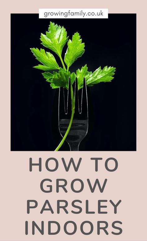 A Guide to Growing Parsley Indoors - Growing Family Growing Parsley Indoors, Windowsill Herb Garden, Growing Parsley, Parsley Plant, Easy Herbs To Grow, Growing Herbs Indoors, Easy Gardening, Herb Gardens, Wild Garden