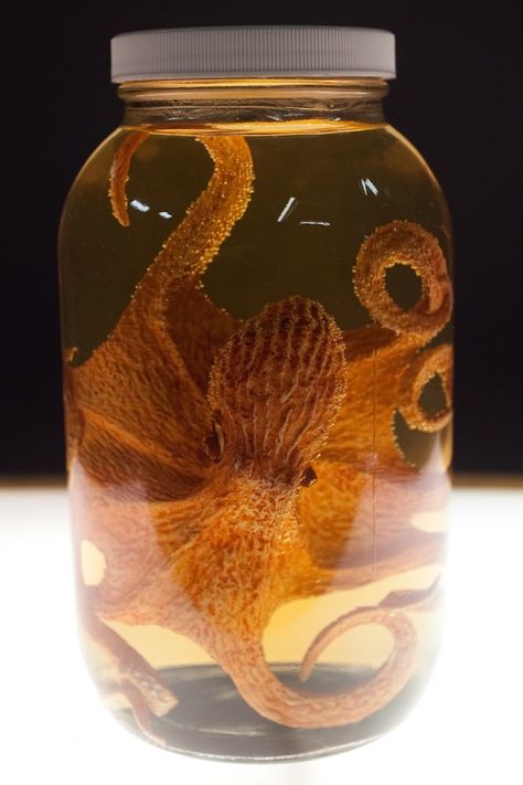 Octopus, Real or Faux? Boffins Bunker : Steampunk Cornwall : Cabinets of Curiosities : Wet & Pickled  http://steampunkincornwall.blogspot.co.uk/ Wet Specimen Taxidermy, Fill The Jar, Halloween Potion Bottles, Wet Specimen, Taxidermy Art, Bone Crafts, Vulture Culture, Mad Science, Animal Bones