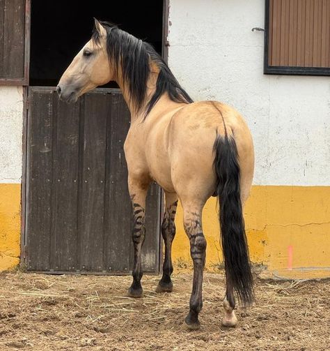 Natividad Zahiño on Instagram: "💛 EXCLUSIVE BUCKSKIN LUSITANO WITH THOSE LEG MARKS 💛   Will let you scape this FANTASTIC HORSE LUSITANO with this special coat ?! Contact me to get him.   fantasticprehorses@gmail.com  www.fantasticprehorses.com   Horse based in Spain 🇪🇸   #fantasticprehorses #dressagehorse #horse #lusitano #dressage #horsesofinstagram #horseriding #lusitanohorse" Lusitano Dressage, Buckskin Horse, Lusitano Horse, Horse Inspiration, Dressage Horses, Horse Coloring, Animal Photo, Beautiful Horses, Dressage