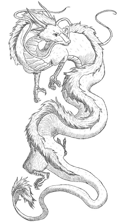 Haku Drawing Dragon, Studio Ghibli Haku Tattoo, Dragon Tattoo Drawing Design, Two Dragons Intertwined Tattoo, Tattoo Sketches Anime, Chinese Dragon Drawing Sketches, Haku Sketch, Haku Dragon Tattoo Design, Haku Tattoo Design