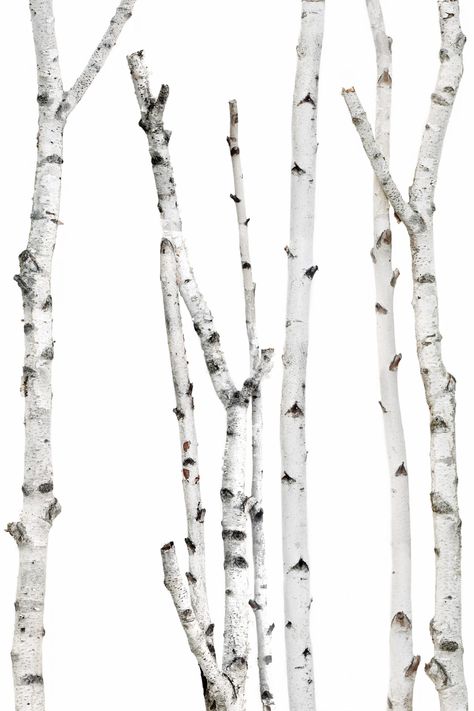 Birch Illustration, Architecture Trees, Mary Jo Hoffman, Background Forest, Materials Board Interior Design, Architecture Presentation Board, Legends And Myths, Architecture Collage, Photoshop Textures