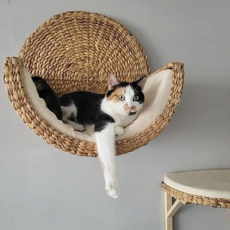 Katt Grejer, Kat Diy, Cat House Diy, Cat Basket, Cat Shelves, Cat Room, Cat Decor, Cat Diy, Cat Wall