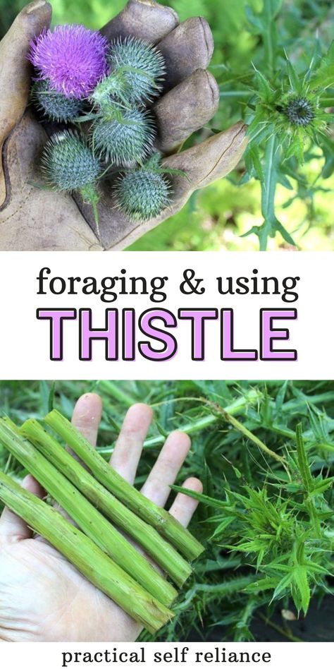 Bull Thistle, Medicinal Wild Plants, Medicinal Weeds, Wild Foraging, Wild Food Foraging, Foraging Recipes, Medicinal Herbs Garden, Medical Herbs, Edible Wild Plants