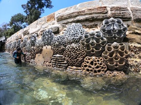 "Living Seawalls" Provide New Homes for Coastal Marine Life—And They're Going Global | Scuba Diving Artificial Reef, Sea Level Rise, Green City, Rock Pools, Sea Wall, London Design, Marine Life, Landscape Architecture, Ecology