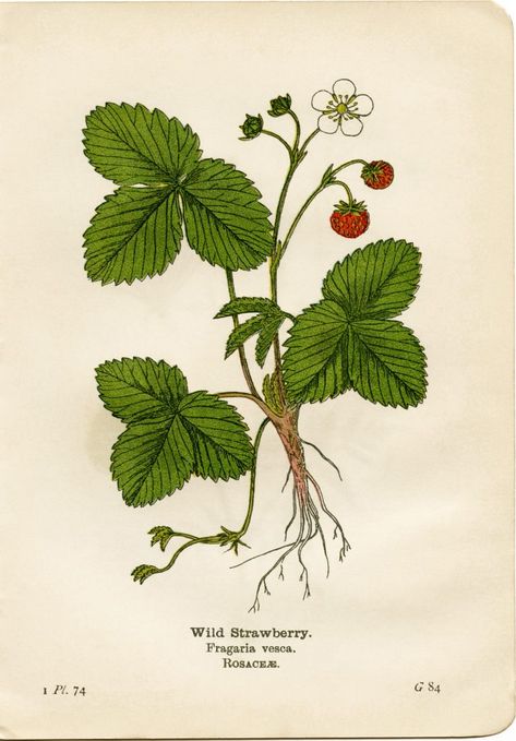 Strawberry Botanical Illustration, Botanical Illustration Tattoo, Strawberry Botanical, Biology Drawing, Strawberry Drawing, Strawberry Tattoo, Vintage Botanical Illustration, Strawberry Art, Wild Strawberry