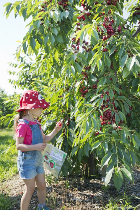 Cherry Farm and Pick Your Own Cherries north of Boston, MA – Parlee Farms Picking Cherries, Cherry Farm, Cherry Picking, Mid July, Cherry Season, Fruit Picking, Berry Farm, New Farm, Door County